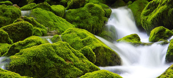 밝은 녹색 이끼가 있는 바위를 따라 흐르는 폭포