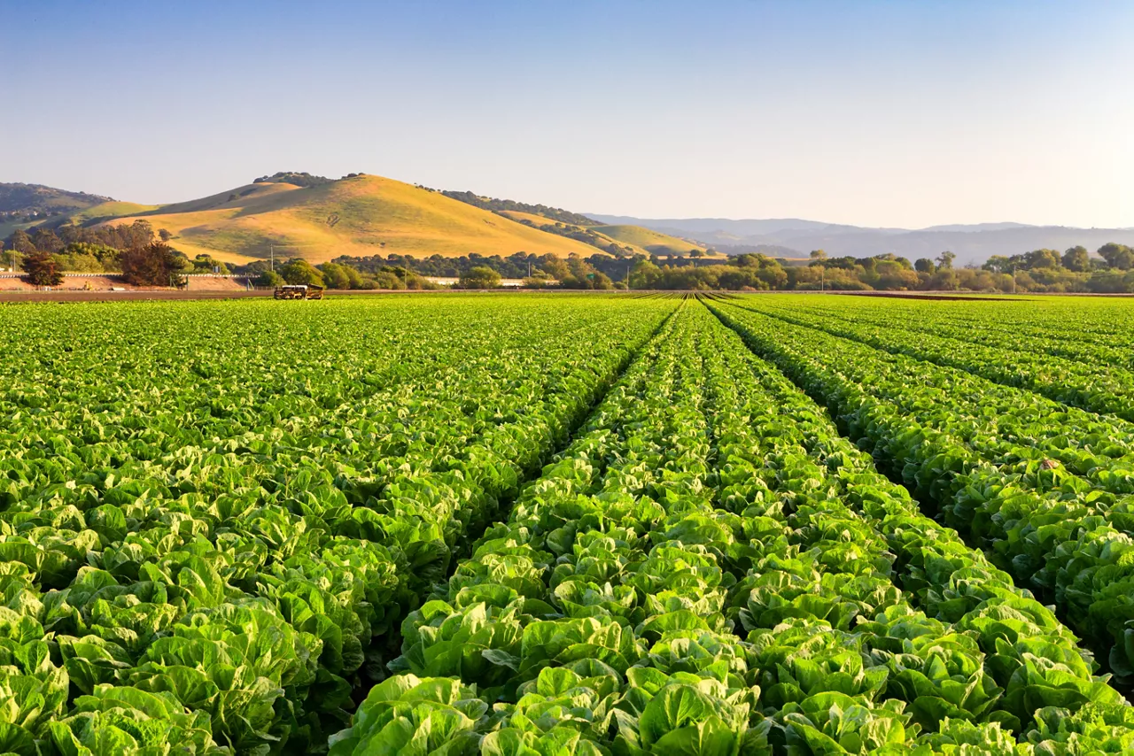 Healthy Lettuce Field. Agriculture, crops, sustainability.