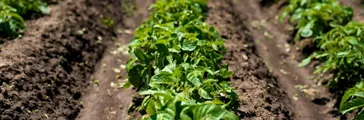 Rows of young potato plants on the field - selective focus, copy space.
