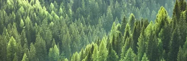 Green trees in the forest of old spruce 