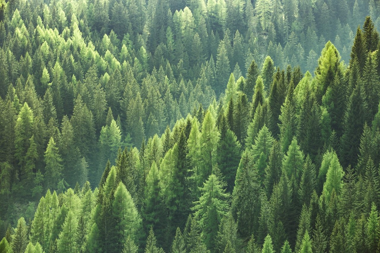 Árvores verdes saudáveis em uma floresta de abeto antigo, abeto e pinheiro 