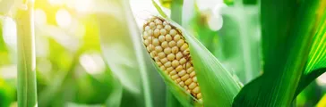 Fresh cob of ripe corn on green field at sunset