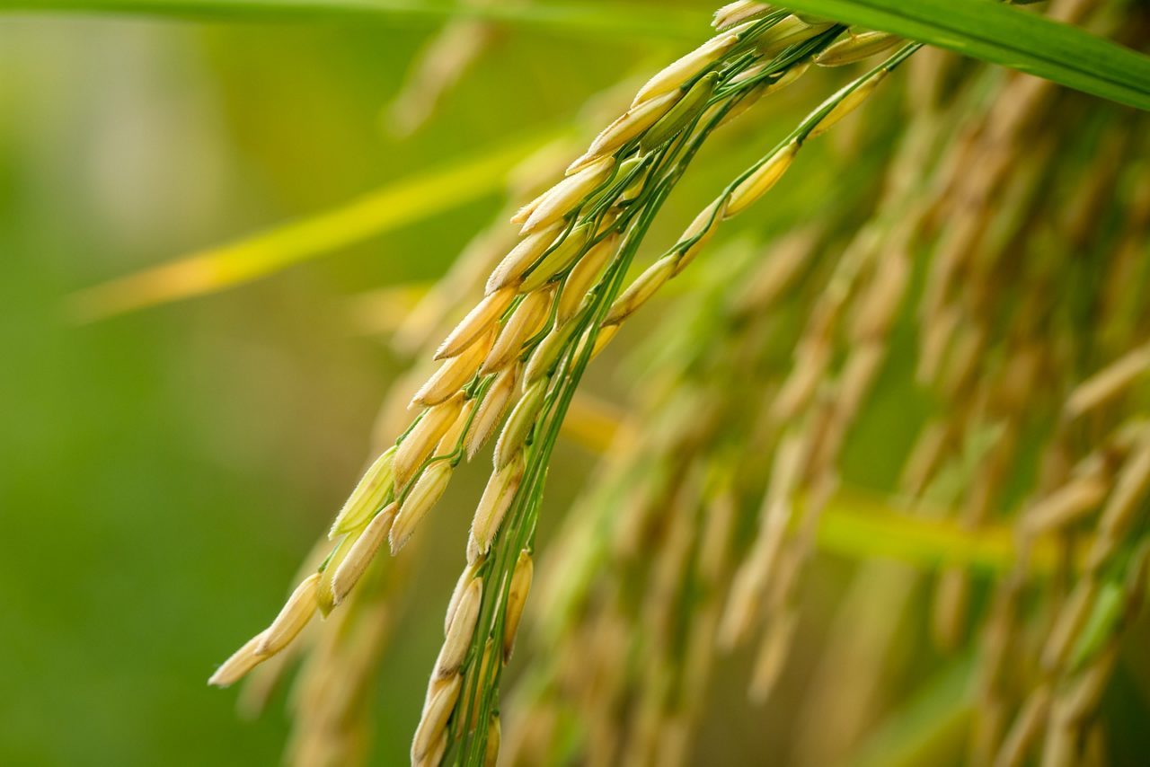 Green ear of rice in paddy rice field 