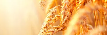 Ears of golden wheat closeup with lens flare