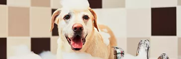 Bathing of the yellow labrador retriever. Happiness dog taking a bubble bath.