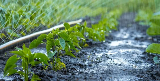 Irrigation polyethylene pipe for watering beds. Irrigation of the harvest.