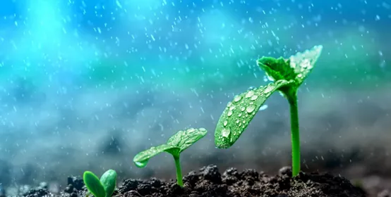 Vintage seedling growing on the ground in the rain.