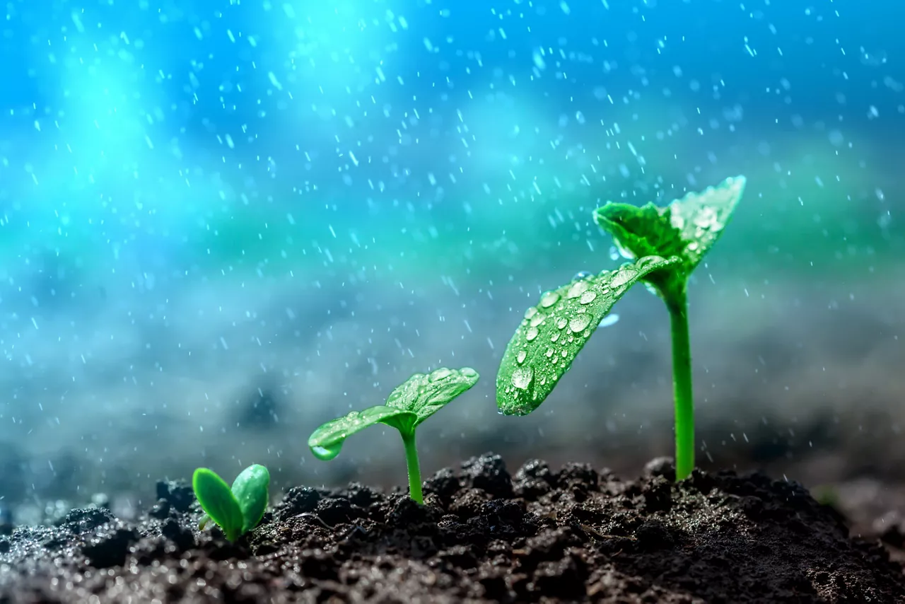 Vintage seedling growing on the ground in the rain.