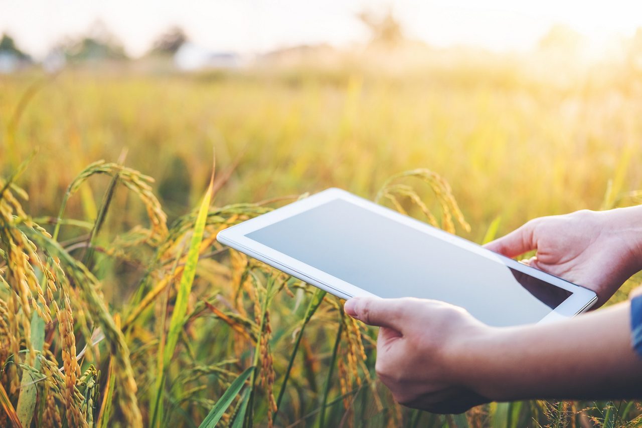 Person using research tablet and studying the development of rice varieties