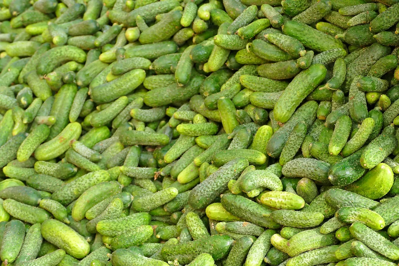 A pile of pickles; a bunch of cucumbers after harvest for the production of pickled cucumbers