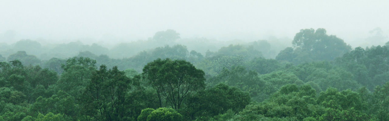 Selva biodiversa con árboles verdes brillantes en un día de niebla