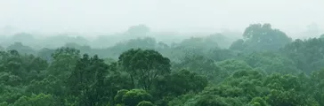 Rainforest jungle aerial view