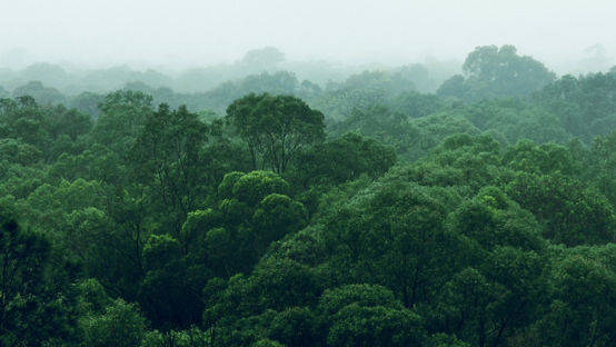 Biodiverse rainforest with bright green trees on a foggy day  