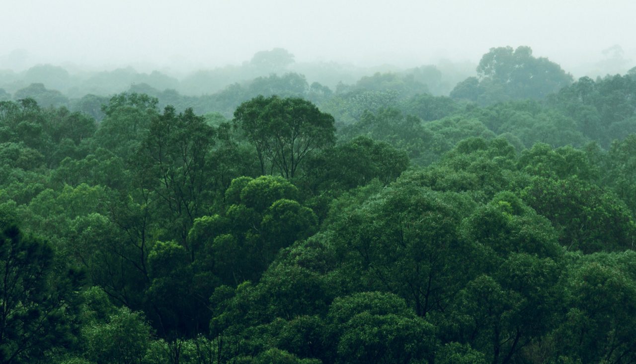 大雾天具有亮绿色树木的生物多样热带雨林