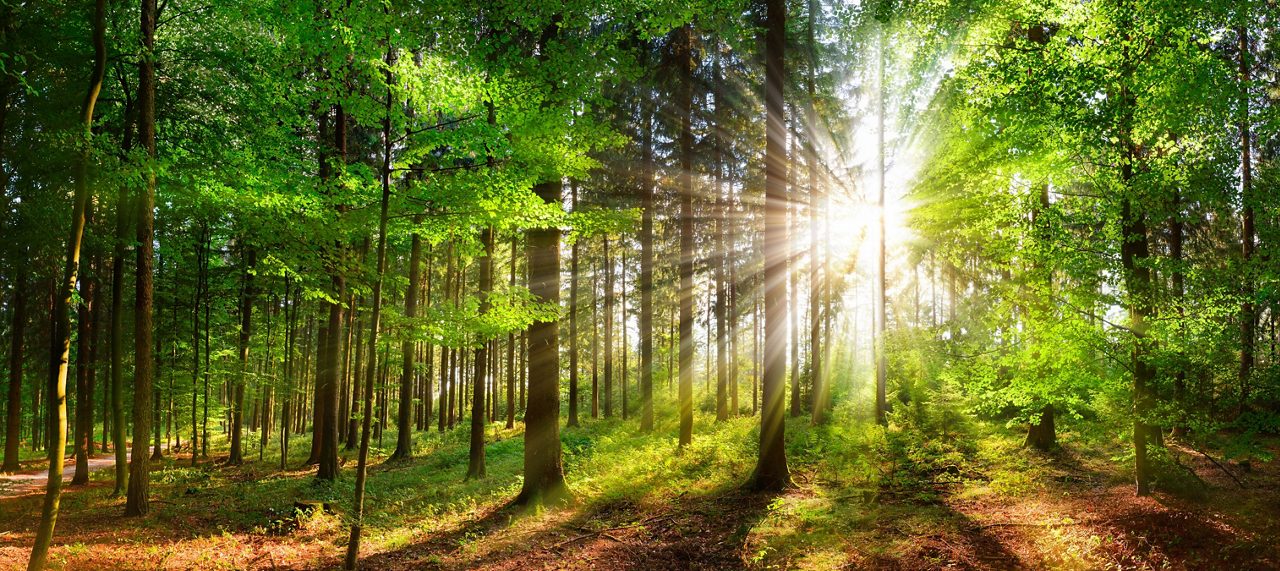 Panoramic landscape: beautiful rays of sunlight shining through green foliage in a forest clearing