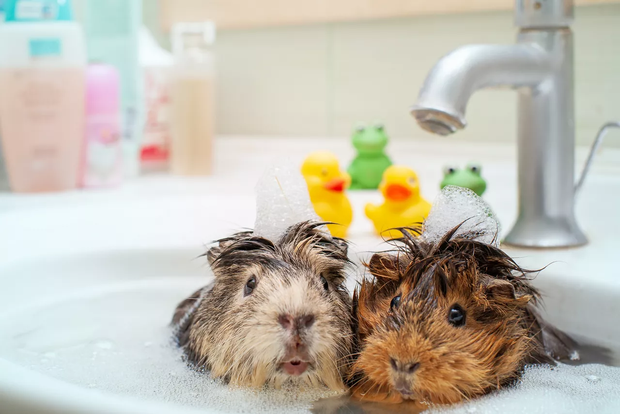 They love to swim together. Couple of funny animals in the bathroom.