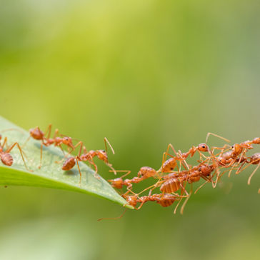 Hormigas enlazadas para formar un puente