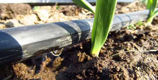 Closeup Drip Irrigation