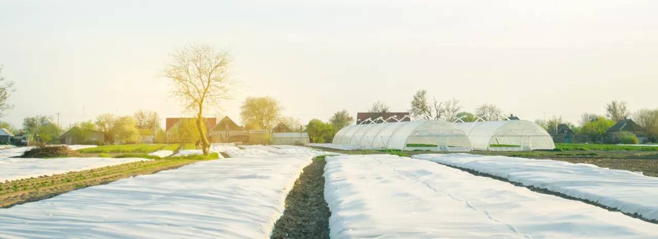 Growing vegetable. Spunbond to protect against frost and keep humidity of vegetables. Small greenhouses. Agricultural grounds. Farm Field Agriculture Farming. Potatoes. Selective focus