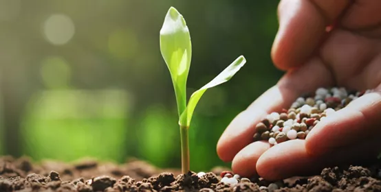 Hand of farmer are pouring chemical fertilizers for young corn in farm.