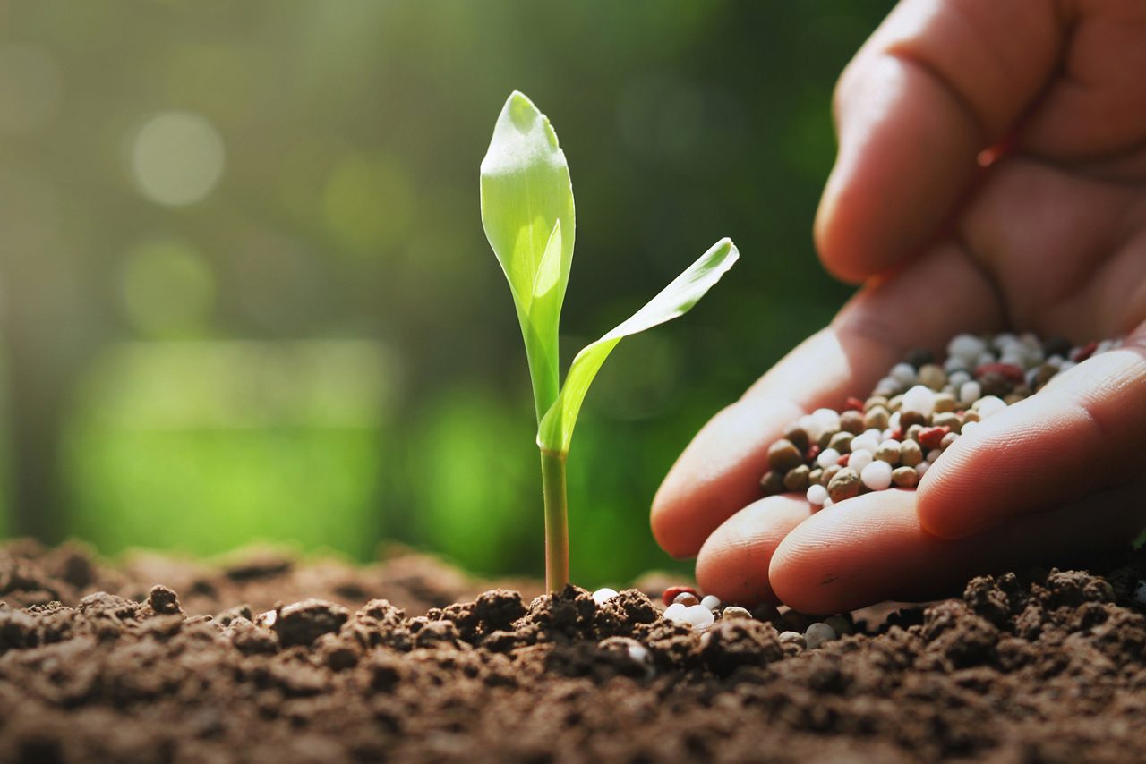 Hand placing small pebbles around base of plant