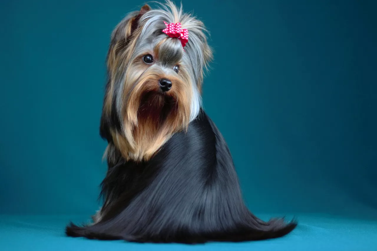 Cute groomed dog posing on blue background.