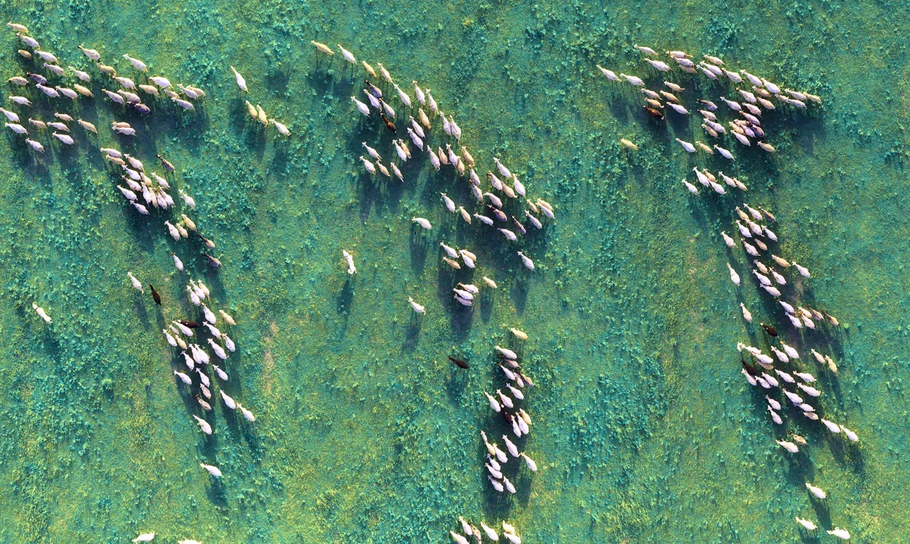 Aerial view of sheep's herd.