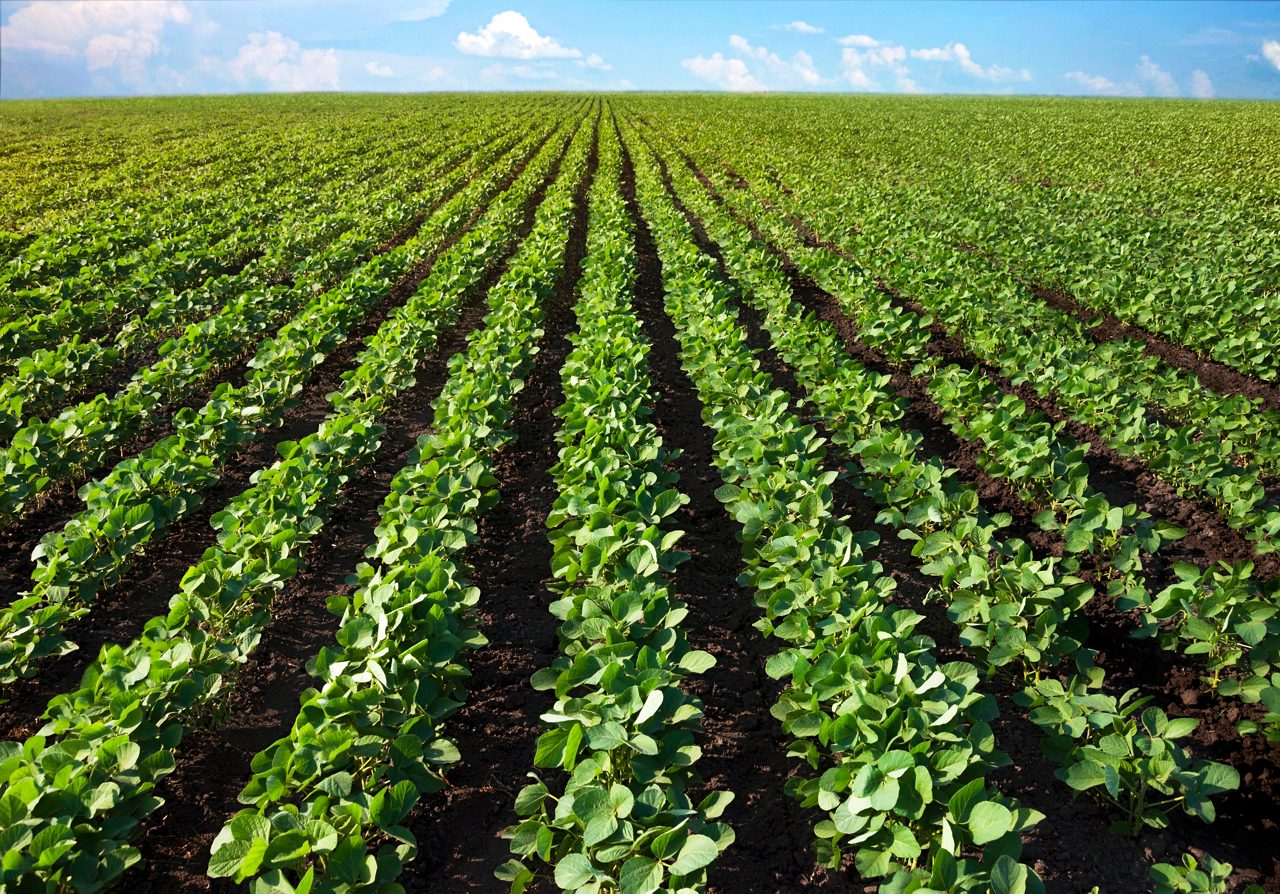 Overhead view of row crops