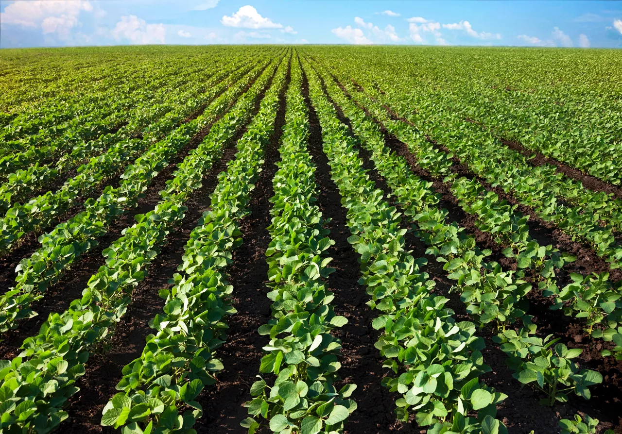 A well-drained field with healthy looking green plants