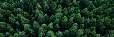 Pine tree tops seen from a drone