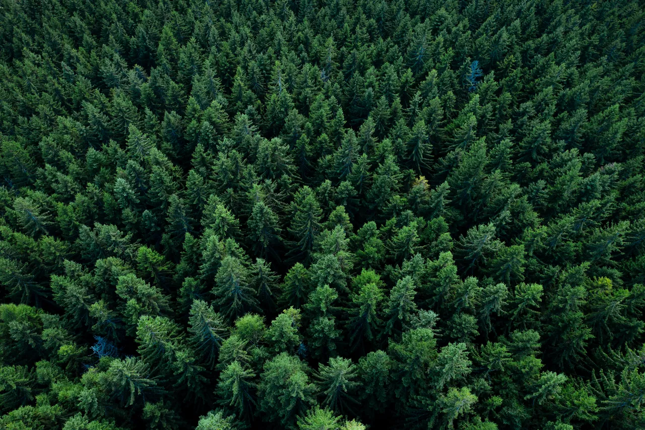 Pine tree tops seen from a drone