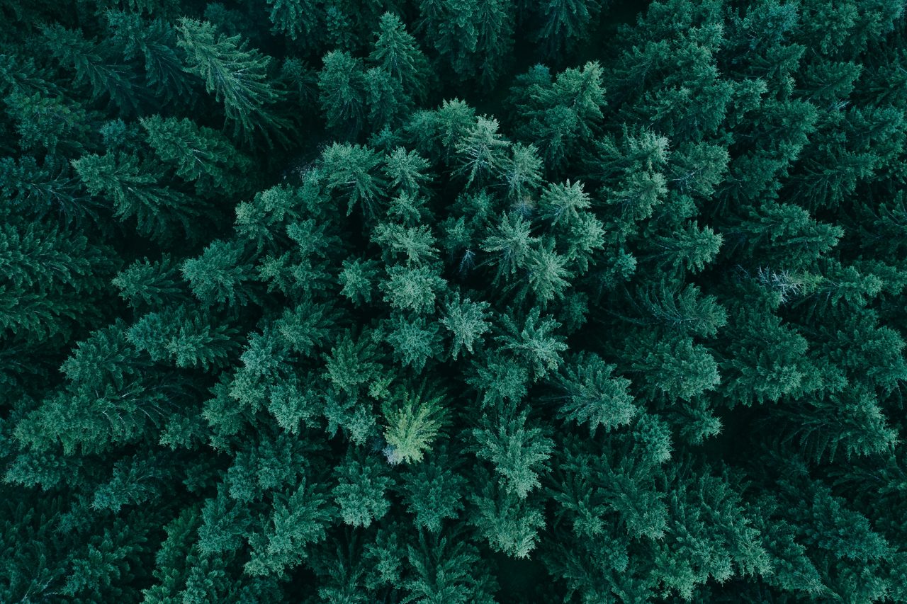 Aerial view of forest, green trees 