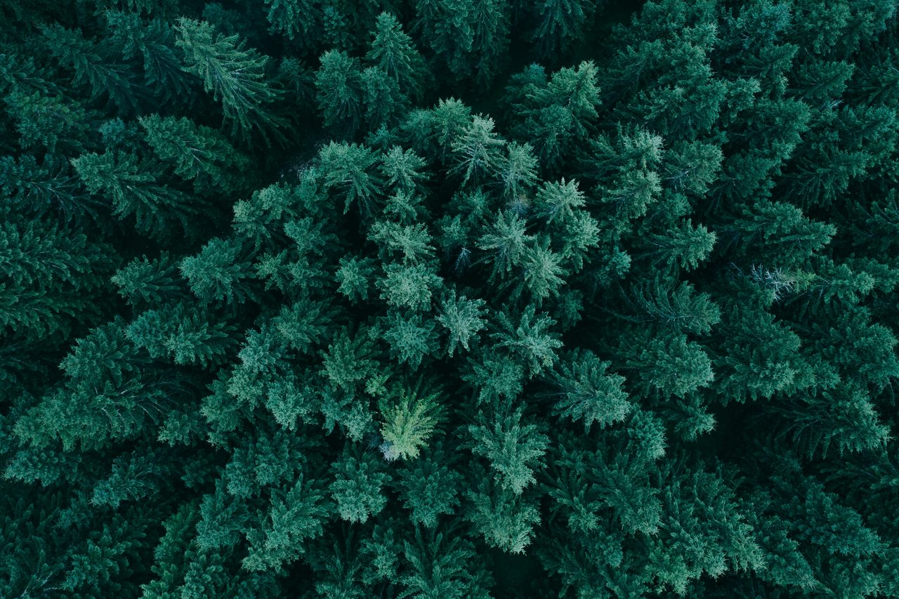 Vista aérea de exuberantes árboles del bosque 
