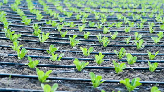 Romaine seedlings planted under drip irrigation