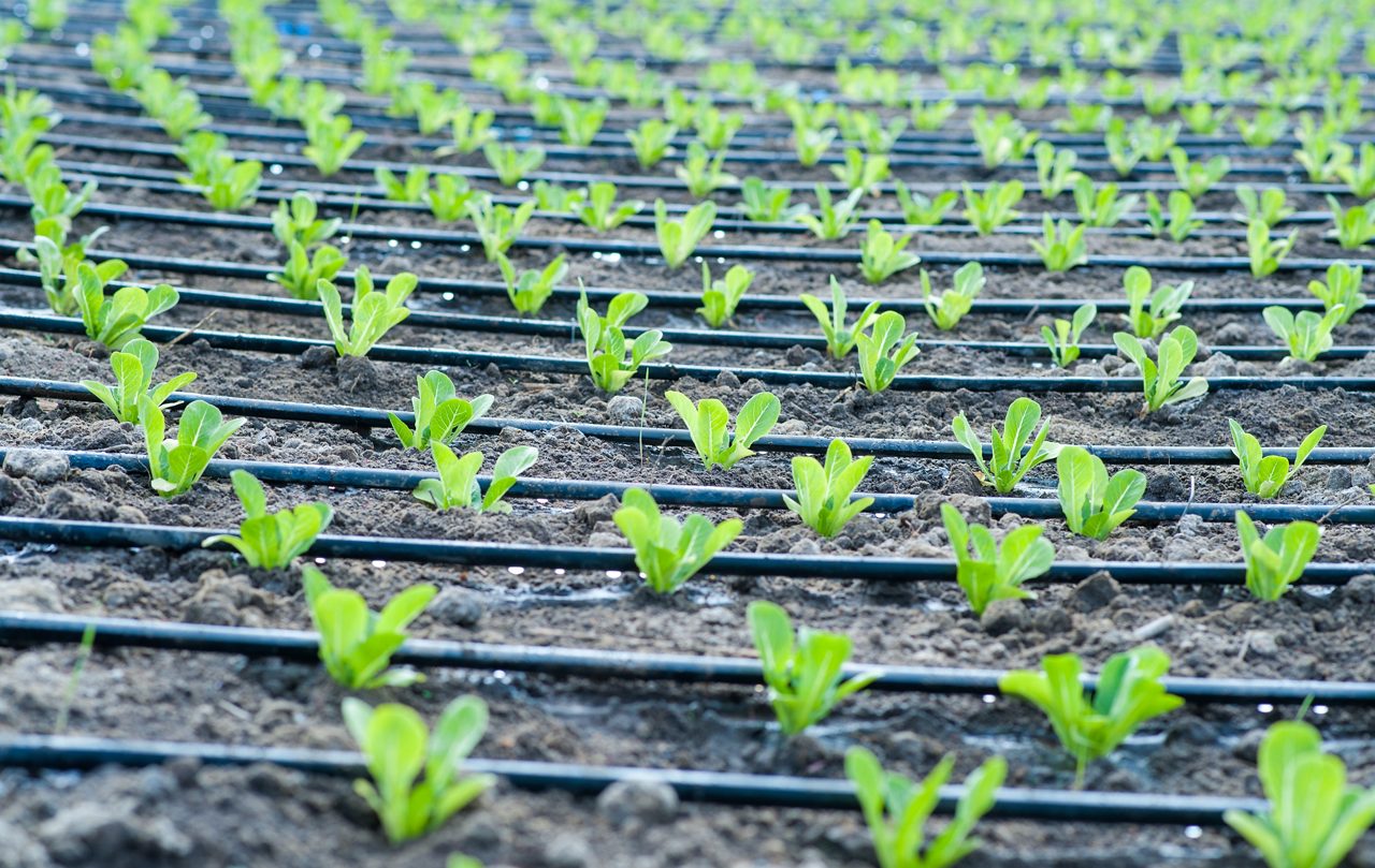 Romain seedlings planted under drip irrigation in the field. Agriculture concept.