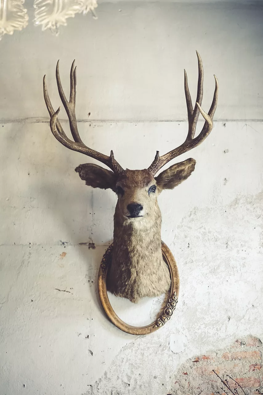 Taxidermy of a deer head.