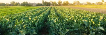 Broccoli plantations in the sunset light on the field.