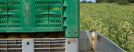 Crate, Pail and Bin Packing