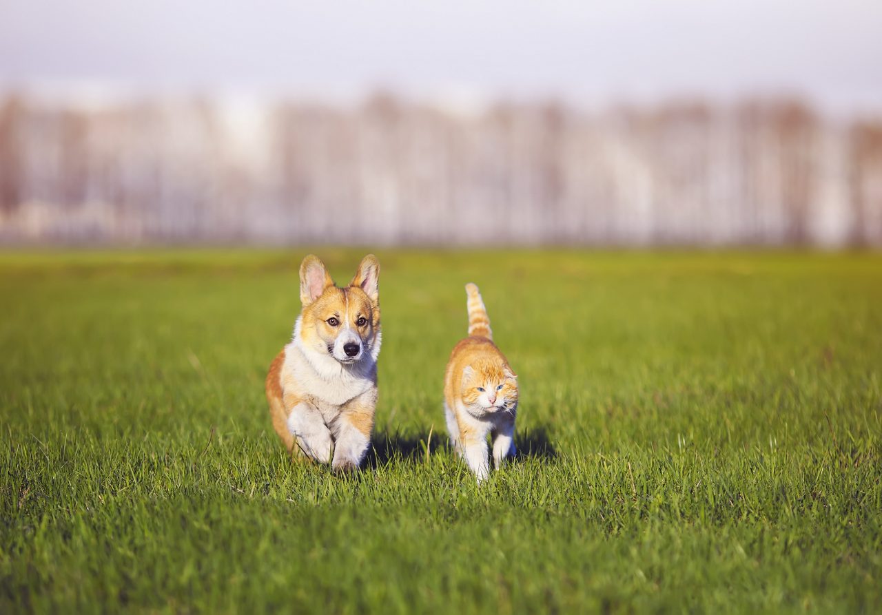 草の上を歩く犬と猫
