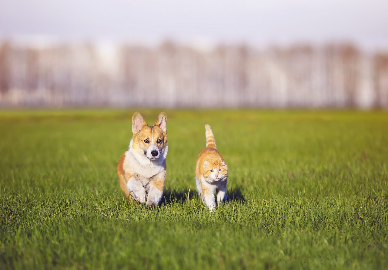 Cachorro e gato caminhando na grama