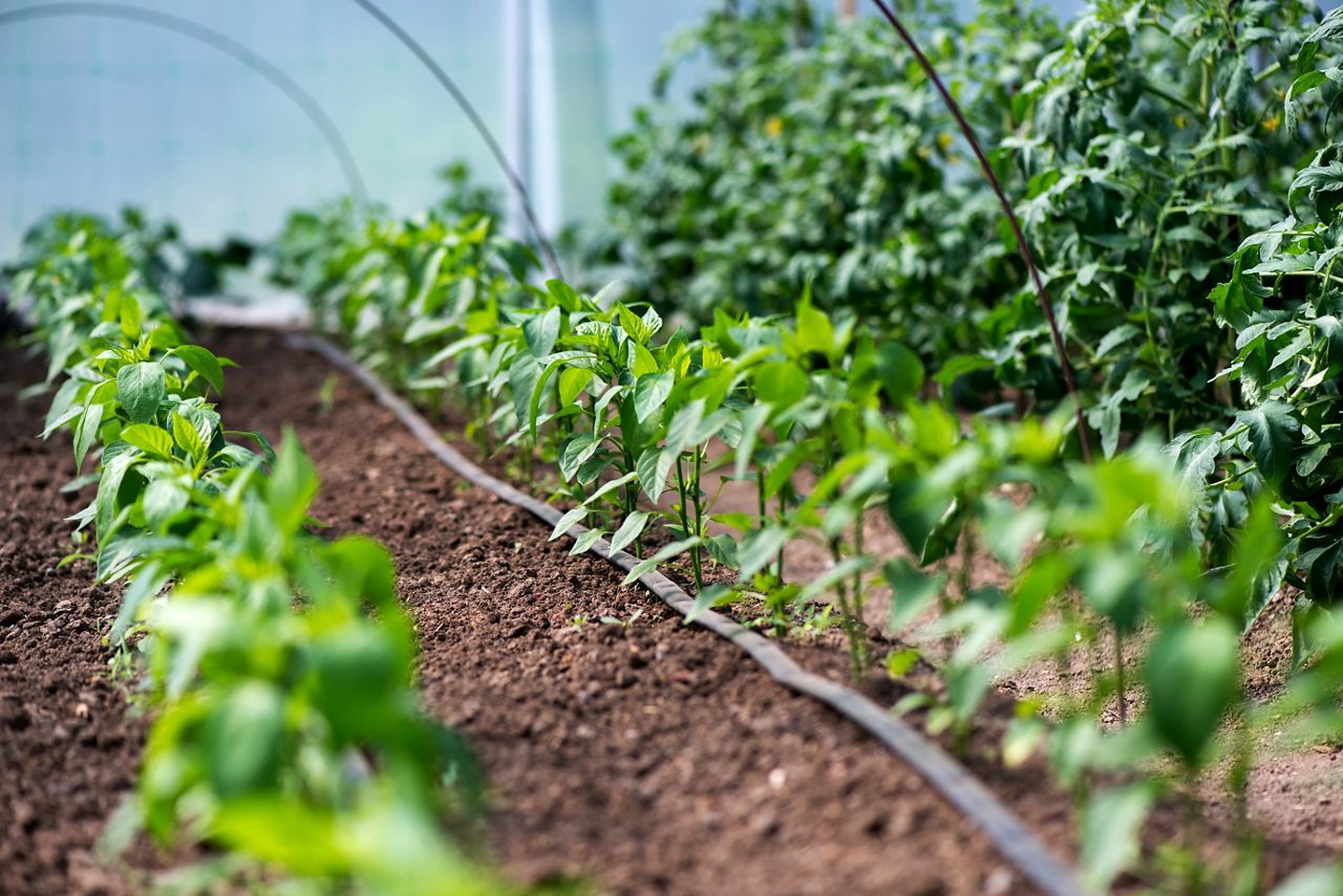 Greenhouse with organic pepper plants and drip irrigation system - selective focus.