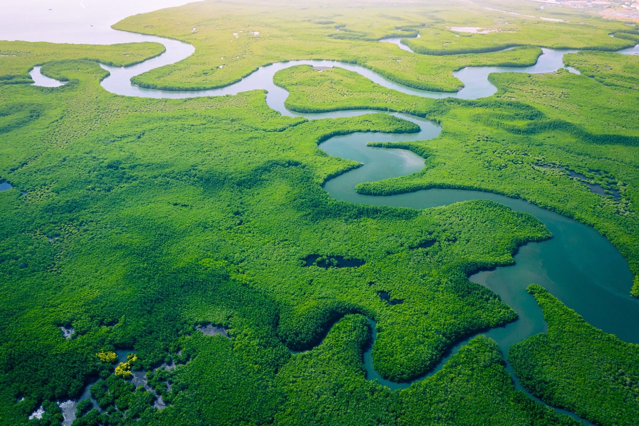 Vista aérea da floresta de manguezais