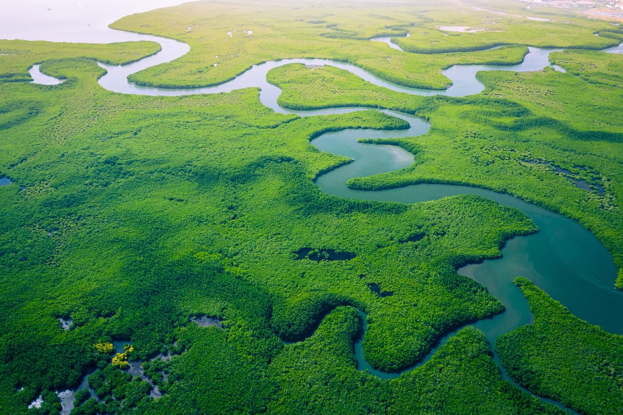 Aerial view of mangrove forest in Gambia