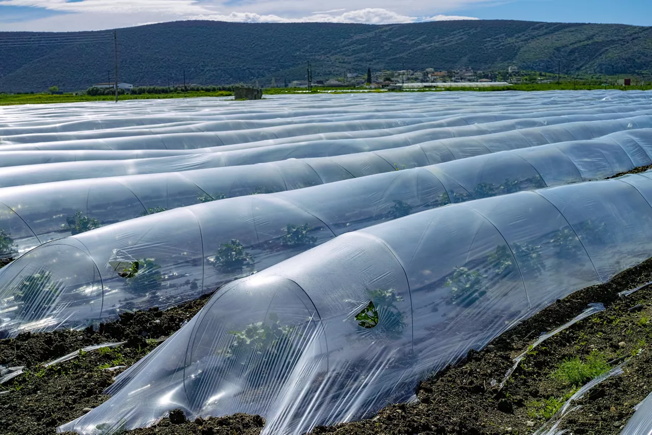 Farming in Greece, rows of small greenhouses covered with plastic film with growing melon plants in spring season and brown soil.