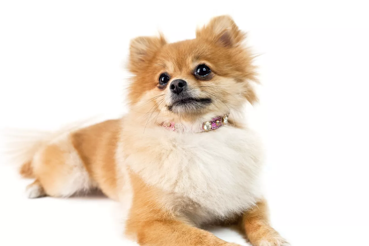 The cute Pomeranian dog over white