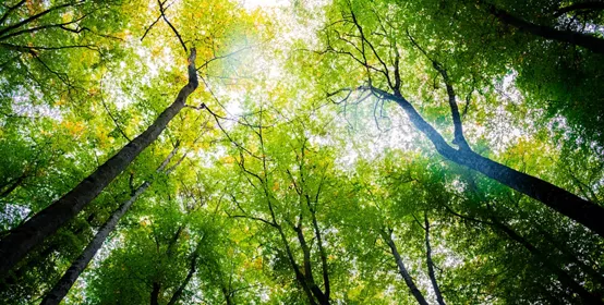 Autumn Forest of beech trees with the sun illuminating the green treetops 