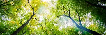  View Looking up at the Forest Trees   Releasing Sustainable Innovation in the Pressure Sensitive Industries 