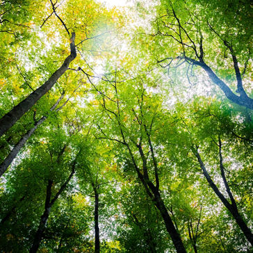 View Looking up at the Forest Trees