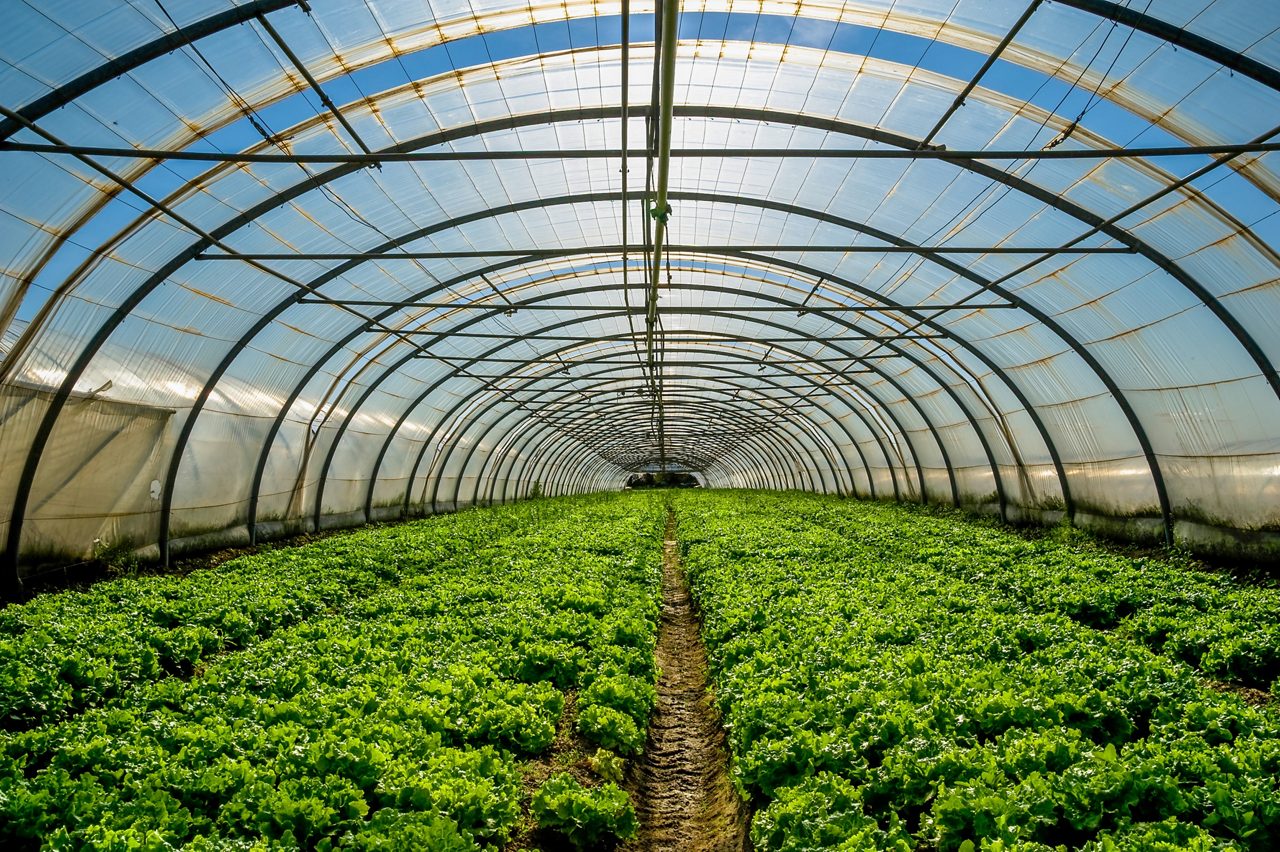 Plantas jovens crescendo em uma grande estufa 