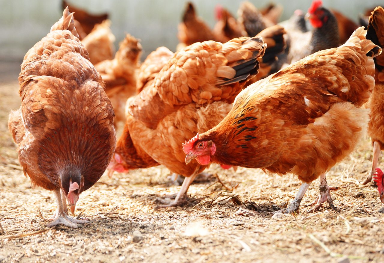 Chickens eating